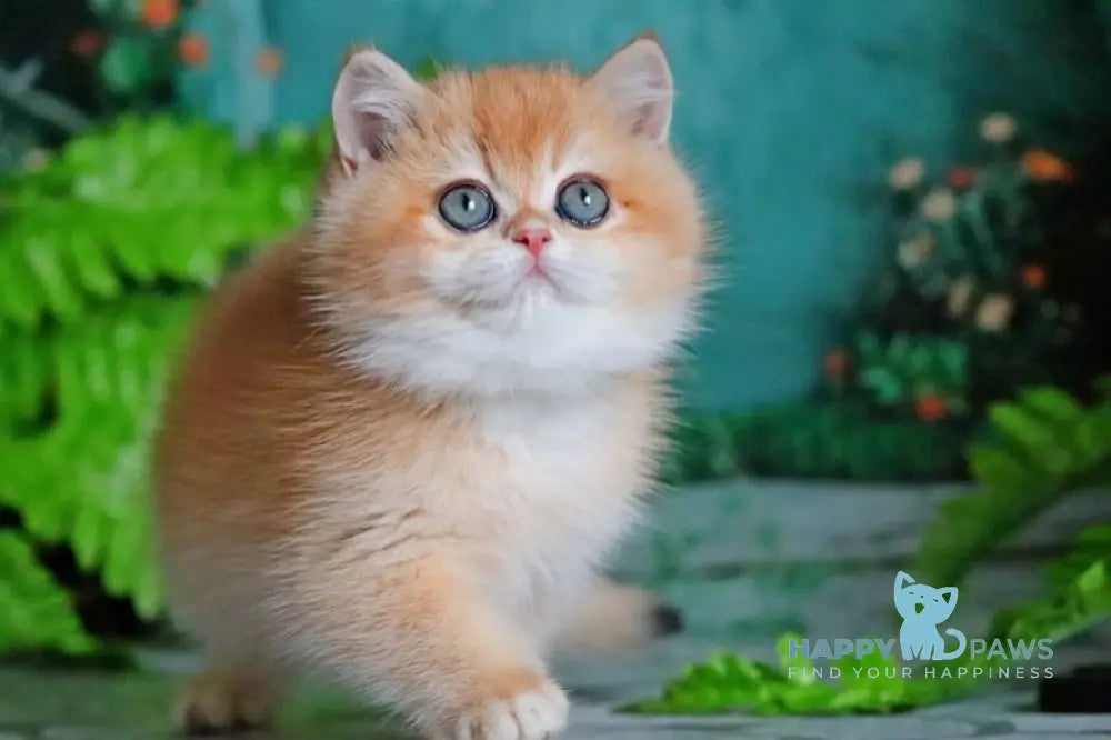 Ronald British Shorthair male black golden chinchilla live animals