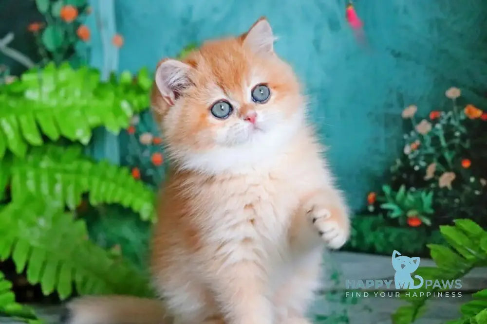 Ronald British Shorthair male black golden chinchilla live animals