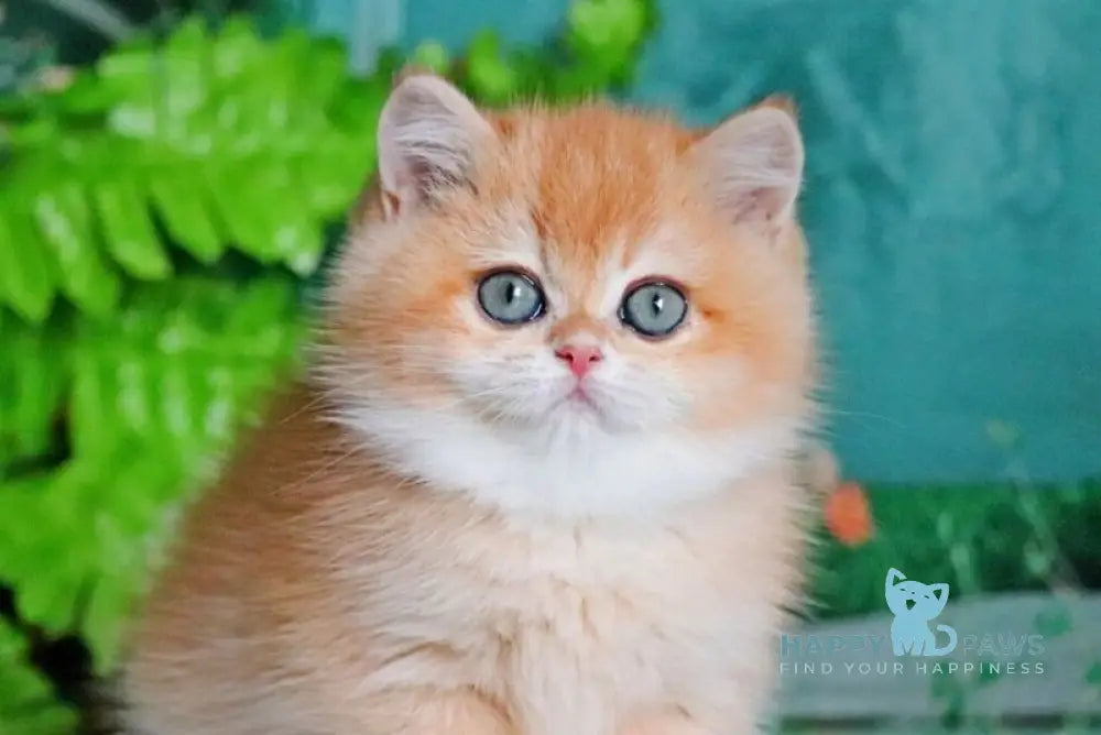 Ronald British Shorthair male black golden chinchilla live animals