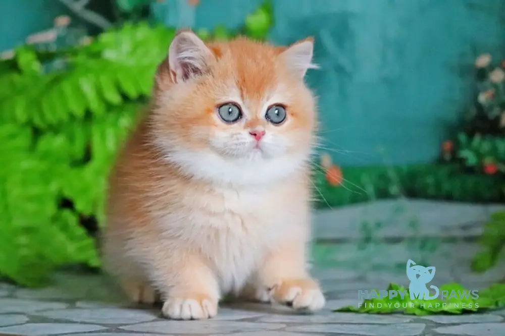 Ronald British Shorthair male black golden chinchilla live animals