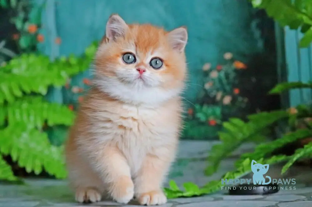 Ronald British Shorthair male black golden chinchilla live animals