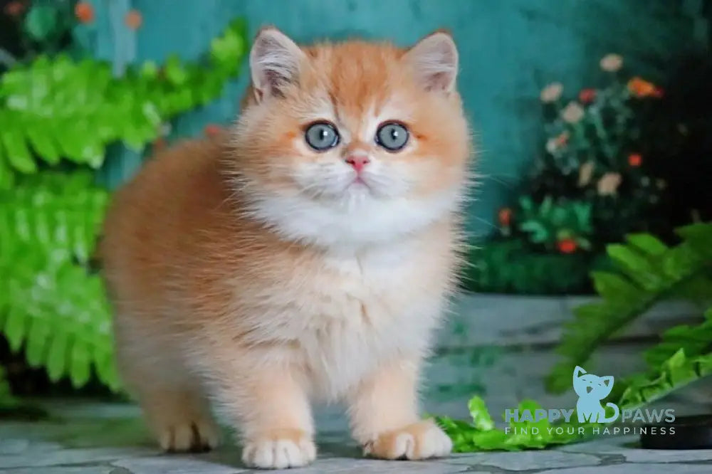 Ronald British Shorthair male black golden chinchilla live animals