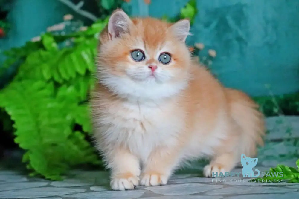 Ronald British Shorthair male black golden chinchilla live animals