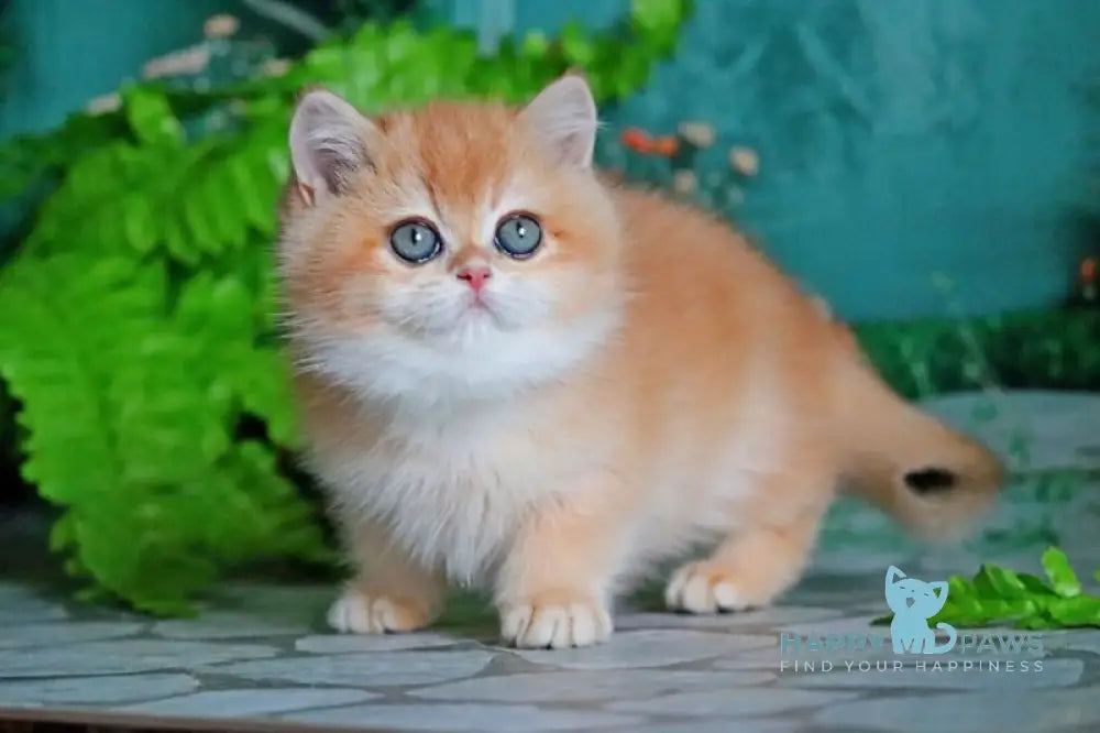 Ronald British Shorthair male black golden chinchilla live animals