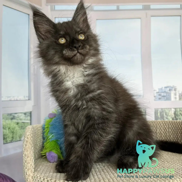 Ronald Maine Coon male black silver - live animals