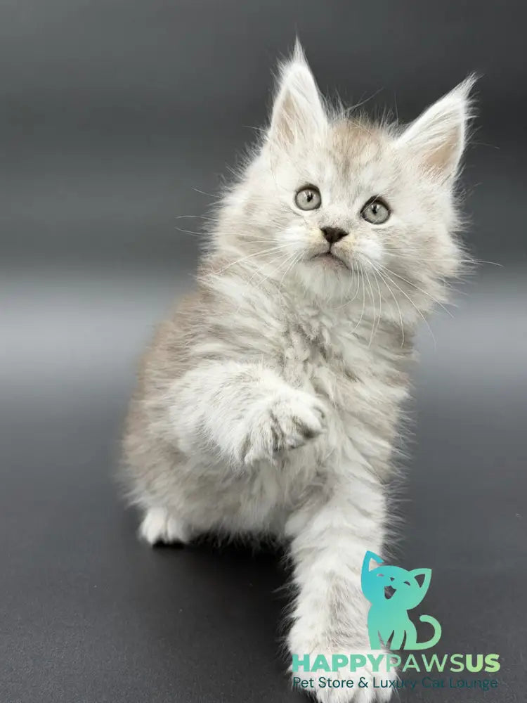 Ronald Maine Coon polydactyl male black silver spotted tabby - live animals