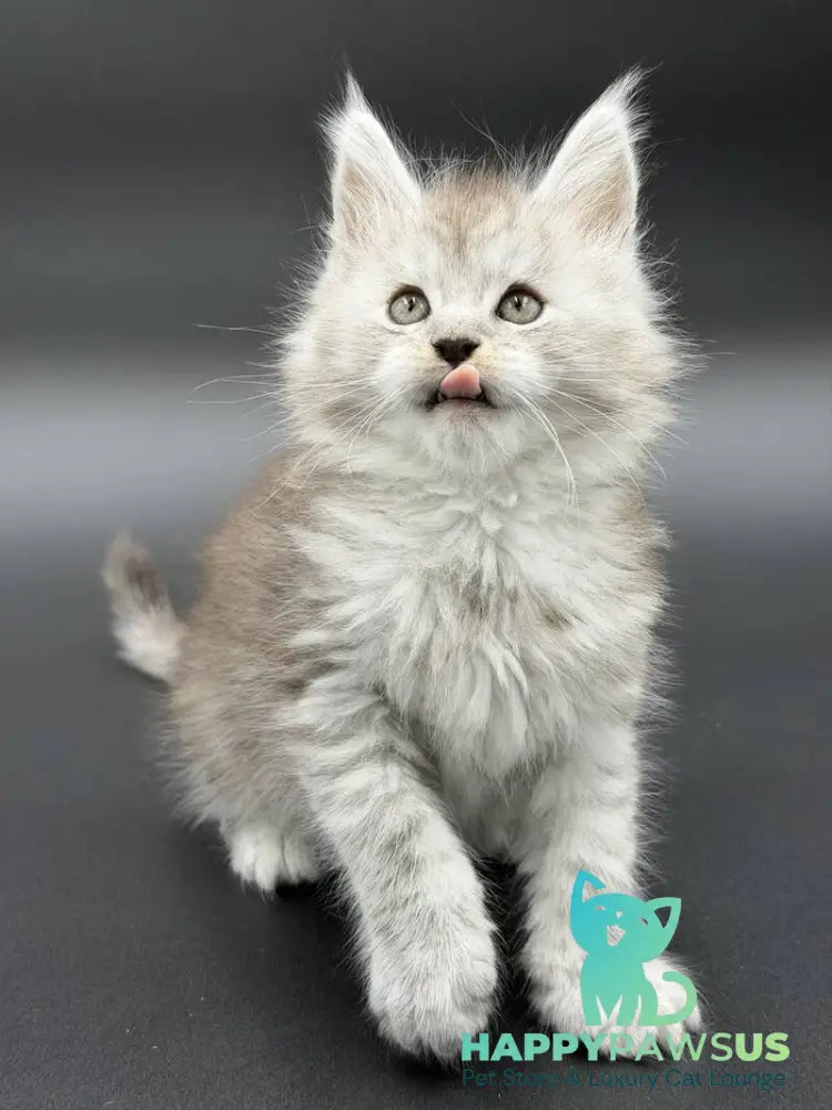 Ronald Maine Coon polydactyl male black silver spotted tabby - live animals