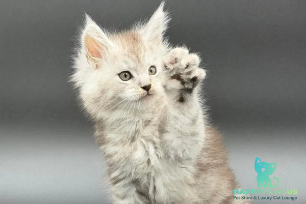 Ronald Maine Coon polydactyl male black silver spotted tabby - live animals