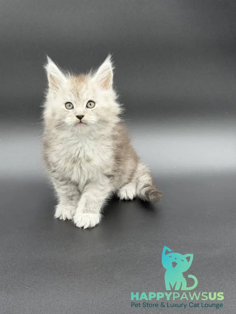 Ronald Maine Coon polydactyl male black silver spotted tabby - live animals