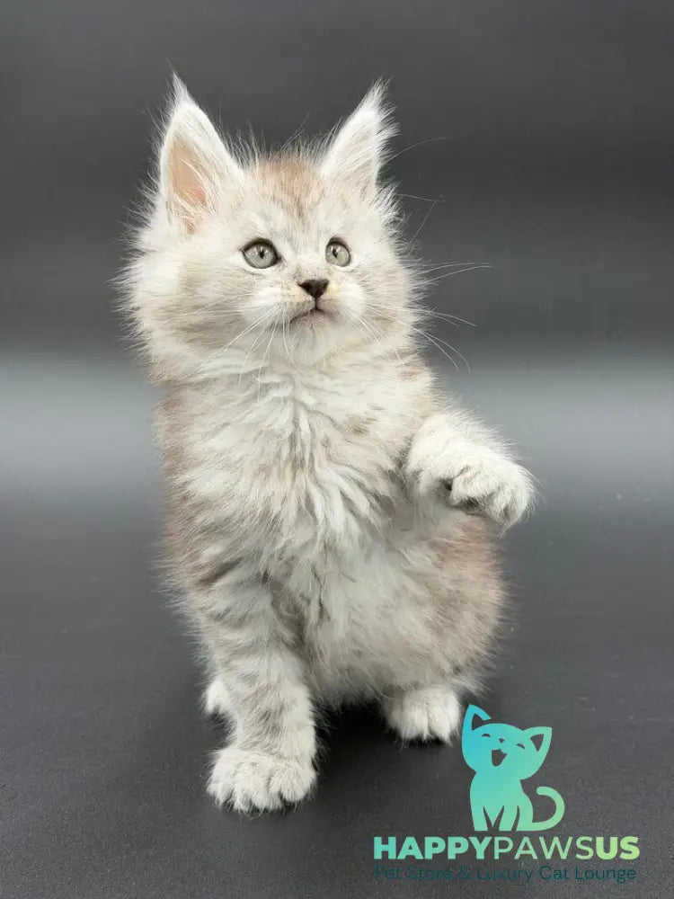 Ronald Maine Coon polydactyl male black silver spotted tabby - live animals