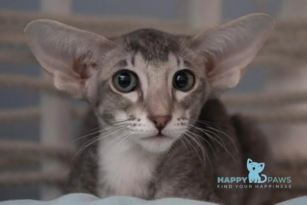 Ronald Oriental Shorthair male blue ticked tabby - live animals