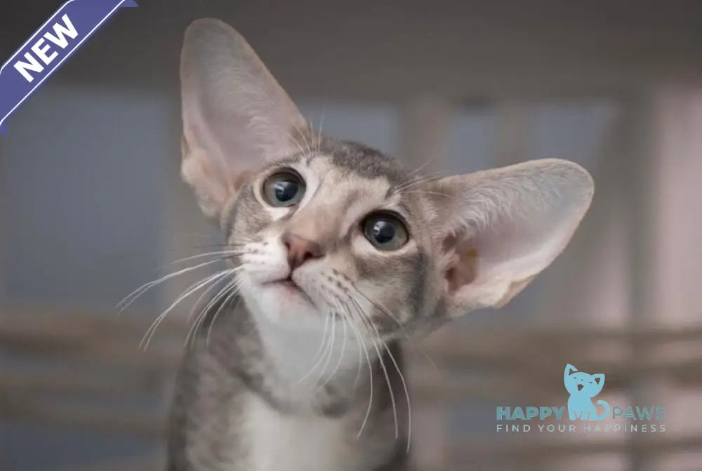 Ronald Oriental Shorthair male blue ticked tabby - live animals