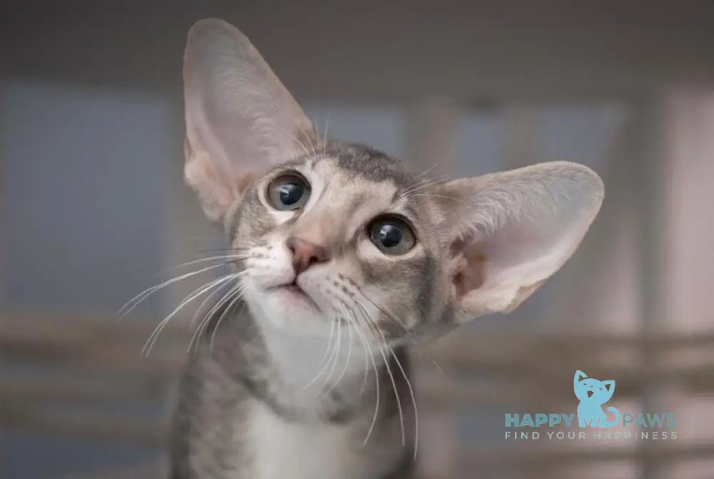 Ronald Oriental Shorthair male blue ticked tabby - live animals
