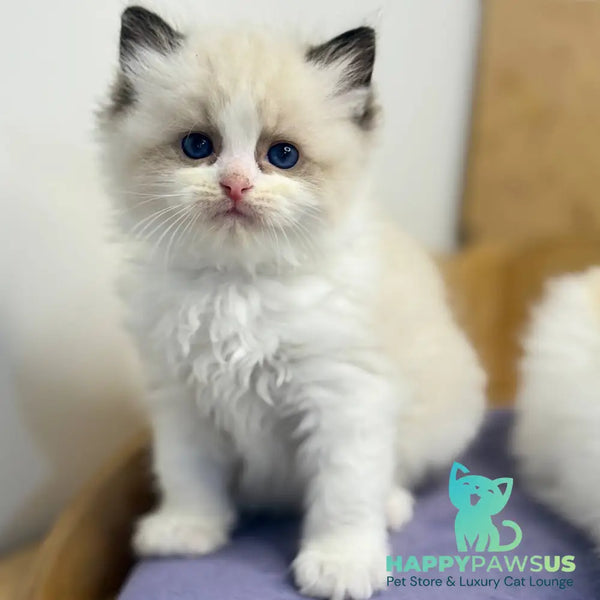 Ronald Ragdoll male black bicolour - live animals