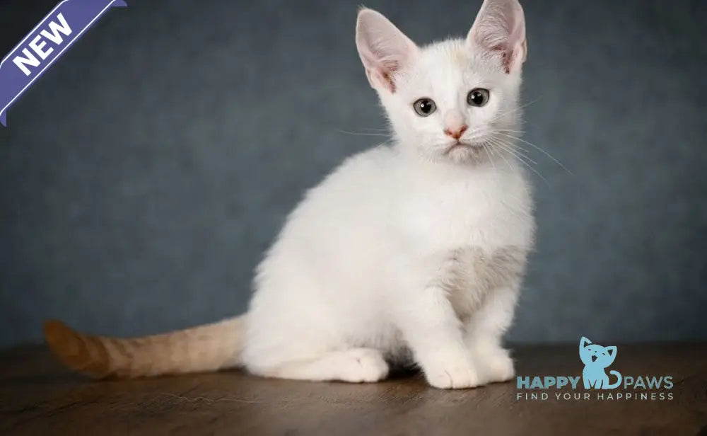 Ronaldini Munchkin male cinnamon van live animals
