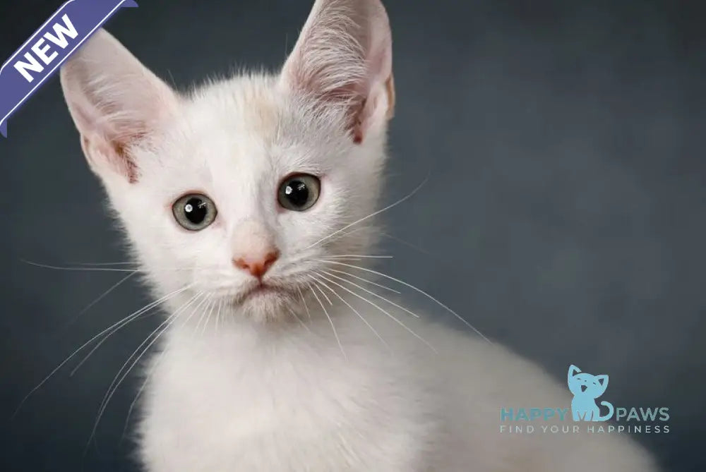 Ronaldini Munchkin male cinnamon van live animals