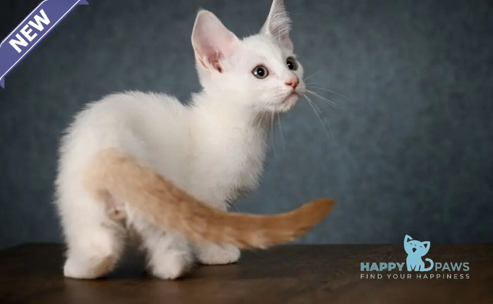 Ronaldini Munchkin male cinnamon van live animals