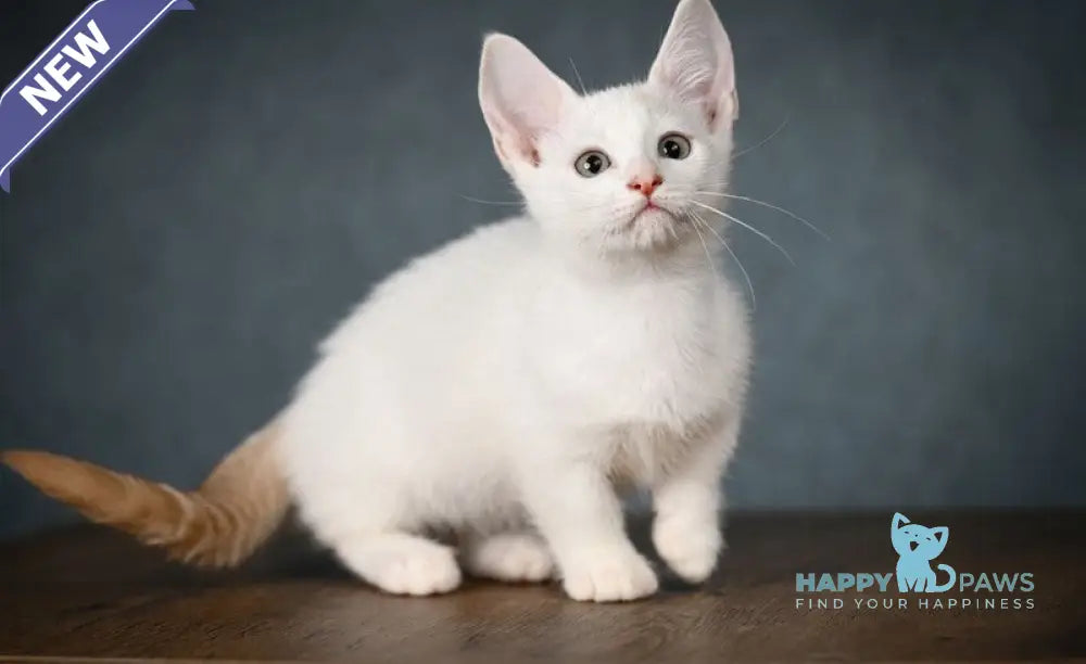 Ronaldini Munchkin male cinnamon van live animals