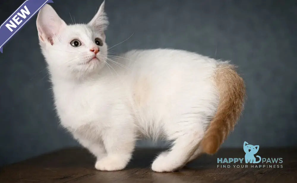 Ronaldini Munchkin male cinnamon van live animals