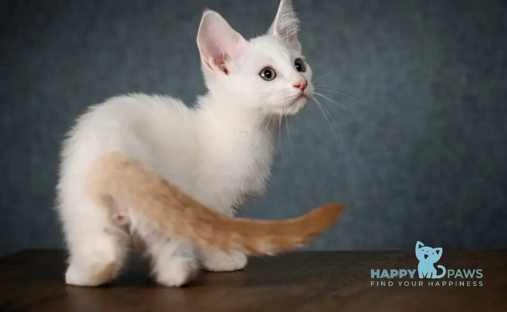 Ronaldini Munchkin male cinnamon van live animals