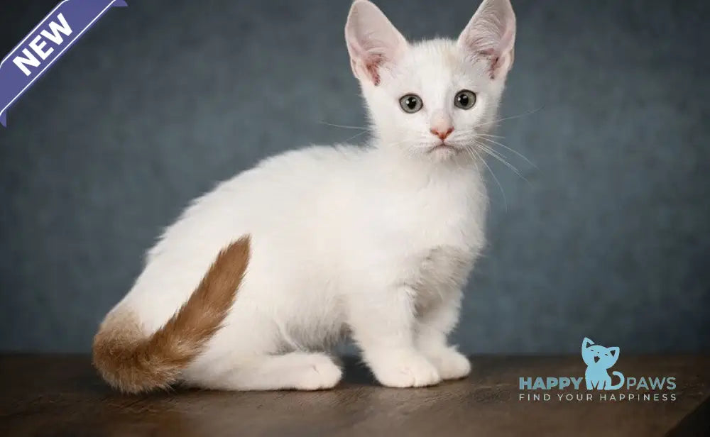 Ronaldini Munchkin male cinnamon van live animals
