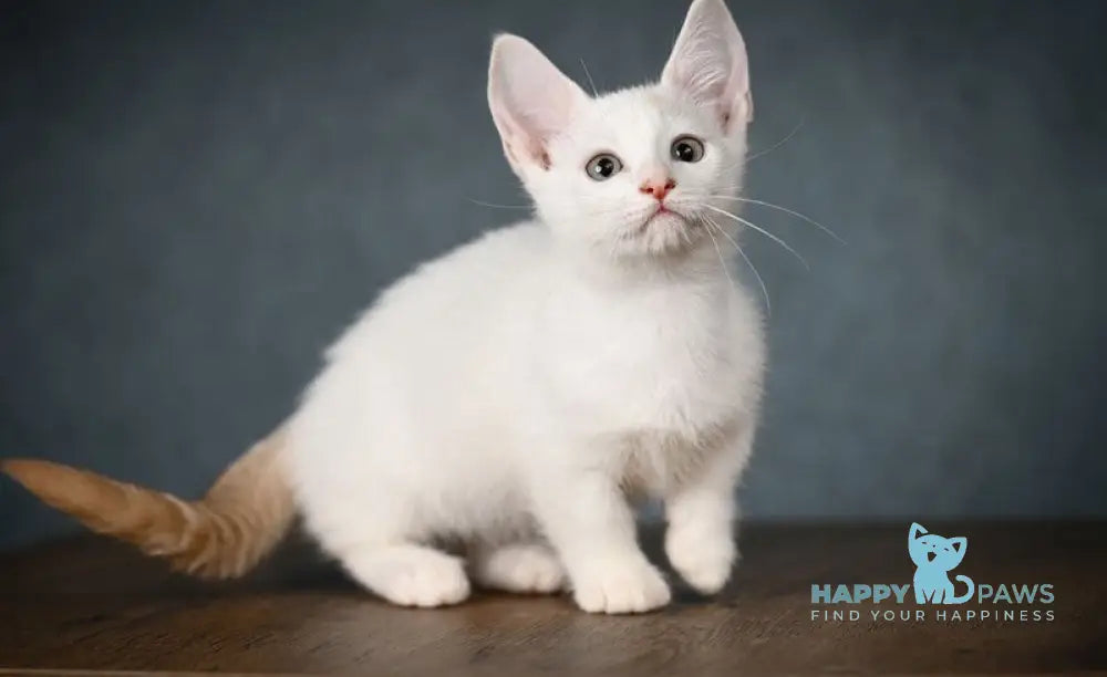 Ronaldini Munchkin male cinnamon van live animals