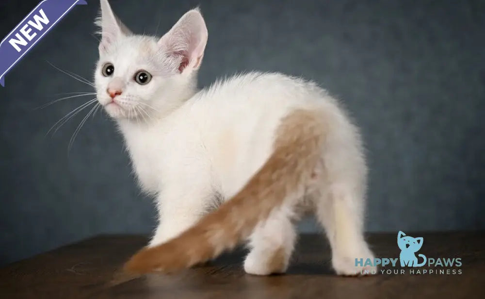 Ronaldini Munchkin male cinnamon van live animals