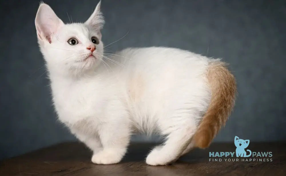 Ronaldini Munchkin male cinnamon van live animals