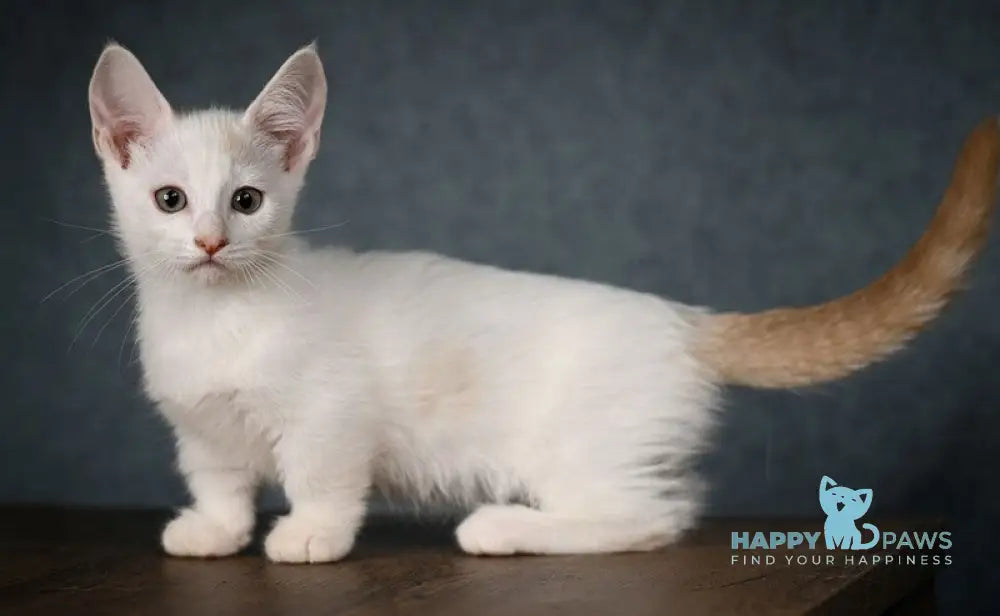 Ronaldini Munchkin male cinnamon van live animals