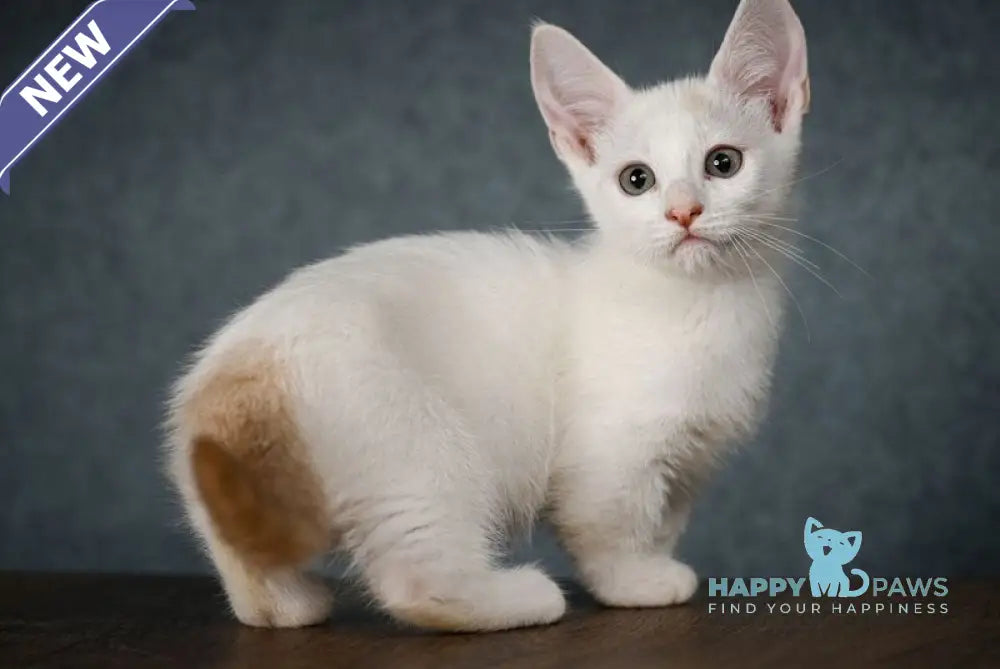 Ronaldini Munchkin male cinnamon van live animals