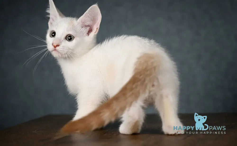 Ronaldini Munchkin male cinnamon van live animals