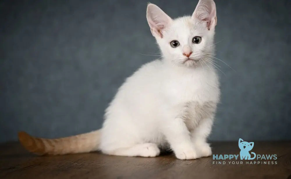 Ronaldini Munchkin male cinnamon van live animals