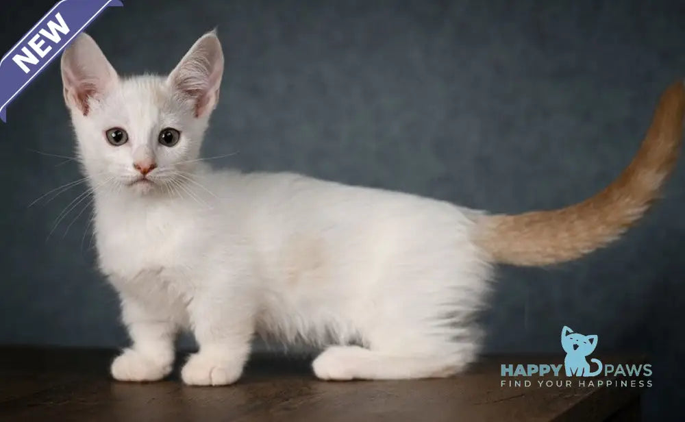 Ronaldini Munchkin male cinnamon van live animals