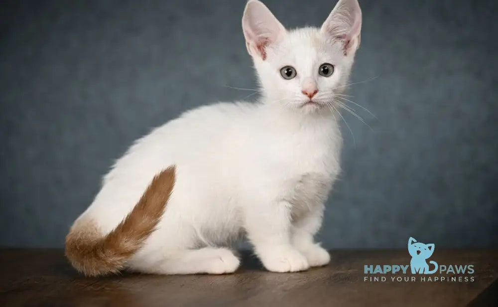 Ronaldini Munchkin male cinnamon van live animals