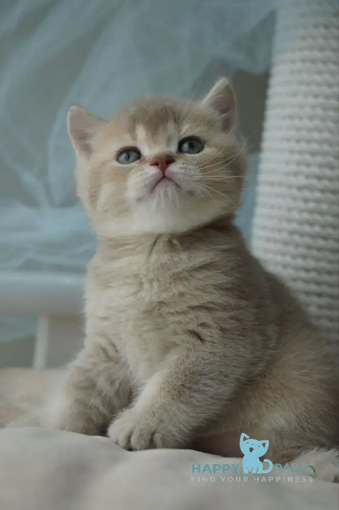 Ronan British Shorthair male chocolate ticked tabby live animals