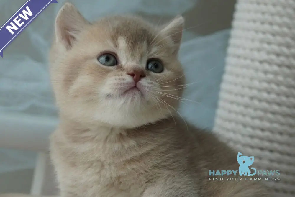 Ronan British Shorthair male chocolate ticked tabby live animals