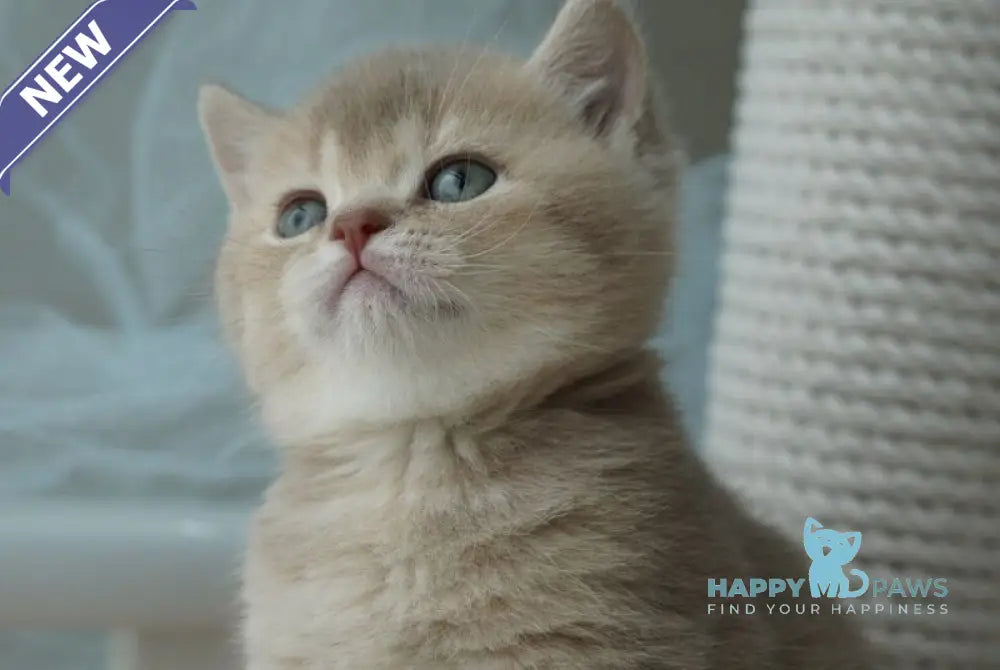 Ronan British Shorthair male chocolate ticked tabby live animals