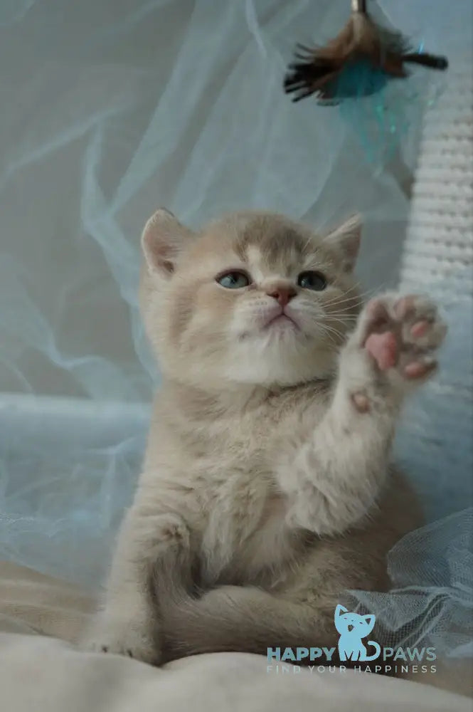 Ronan British Shorthair male chocolate ticked tabby live animals