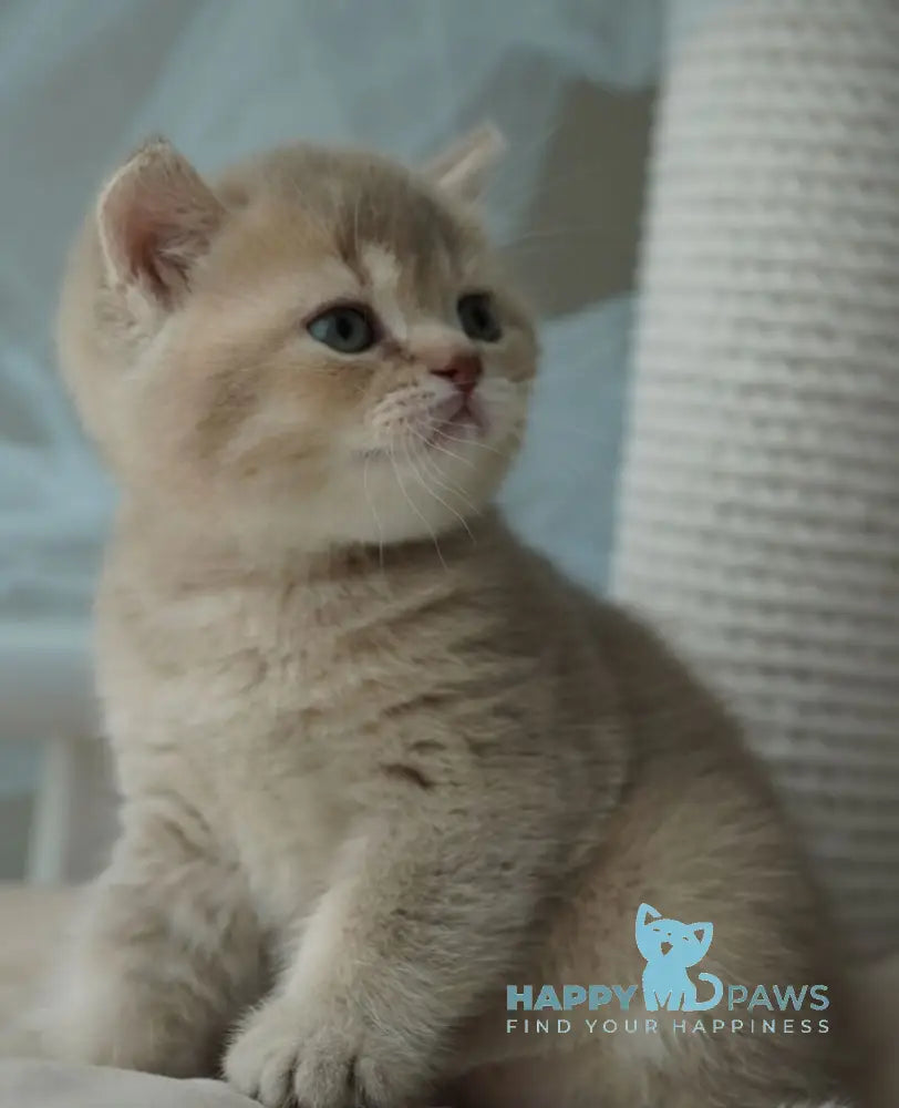 Ronan British Shorthair male chocolate ticked tabby live animals