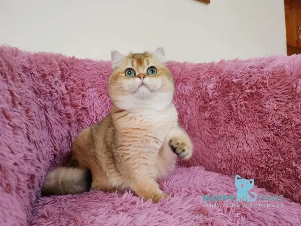 Ronni British Shorthair male black golden chinchilla live animals