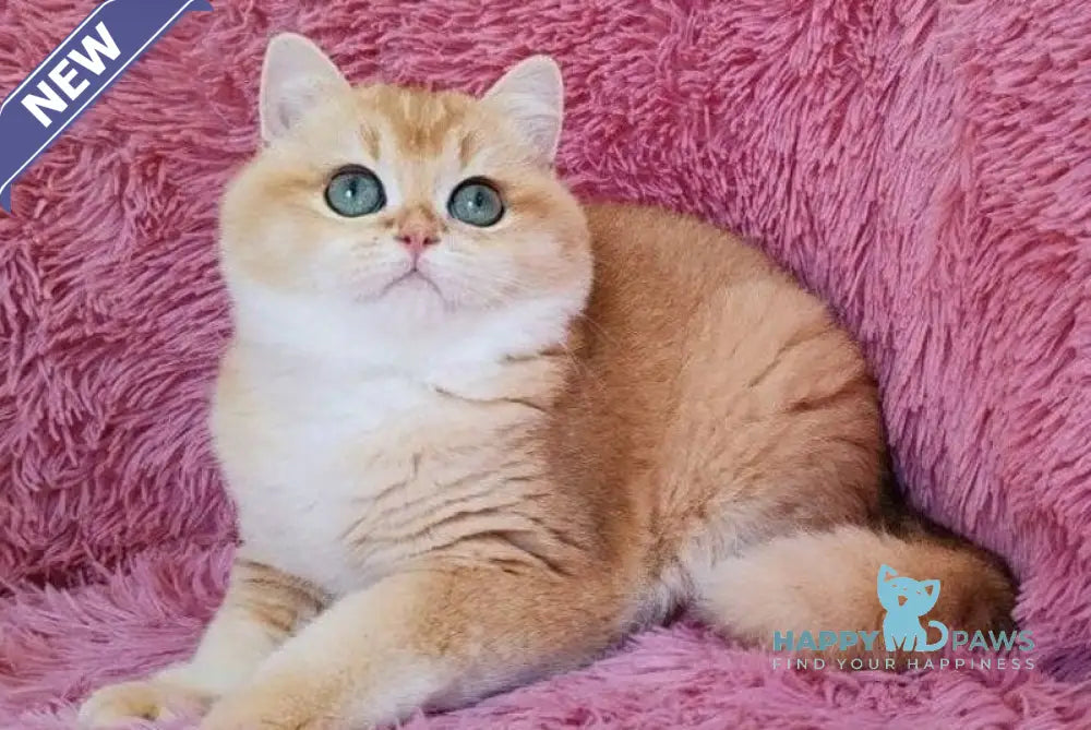 Ronni British Shorthair male black golden chinchilla live animals