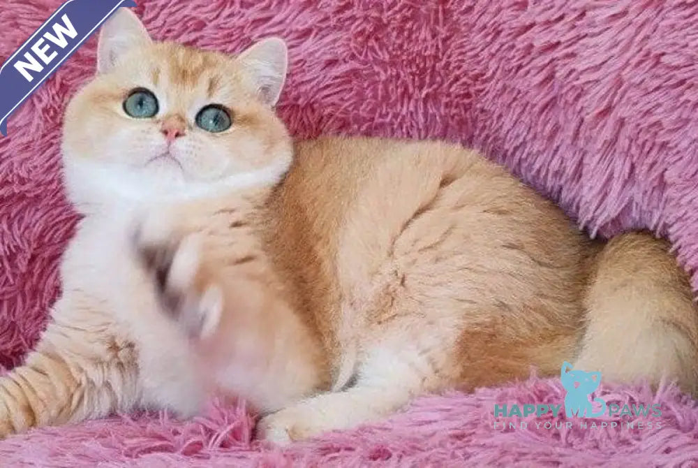 Ronni British Shorthair male black golden chinchilla live animals
