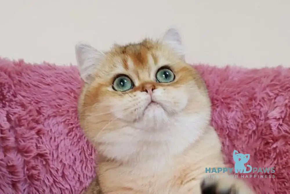 Ronni British Shorthair male black golden chinchilla live animals