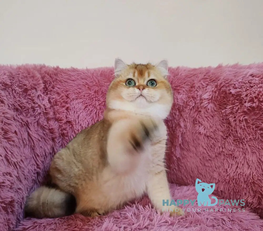 Ronni British Shorthair male black golden chinchilla live animals