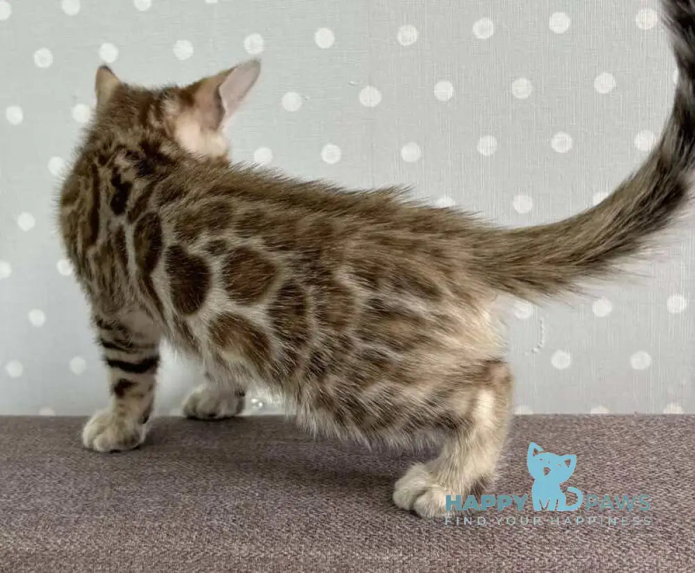 Ronnie Bengal male black spotted tabby live animals