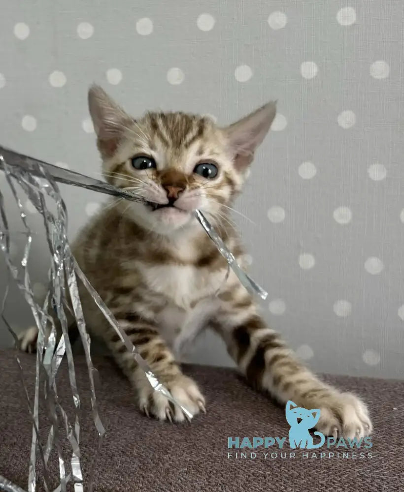 Ronnie Bengal male black spotted tabby live animals
