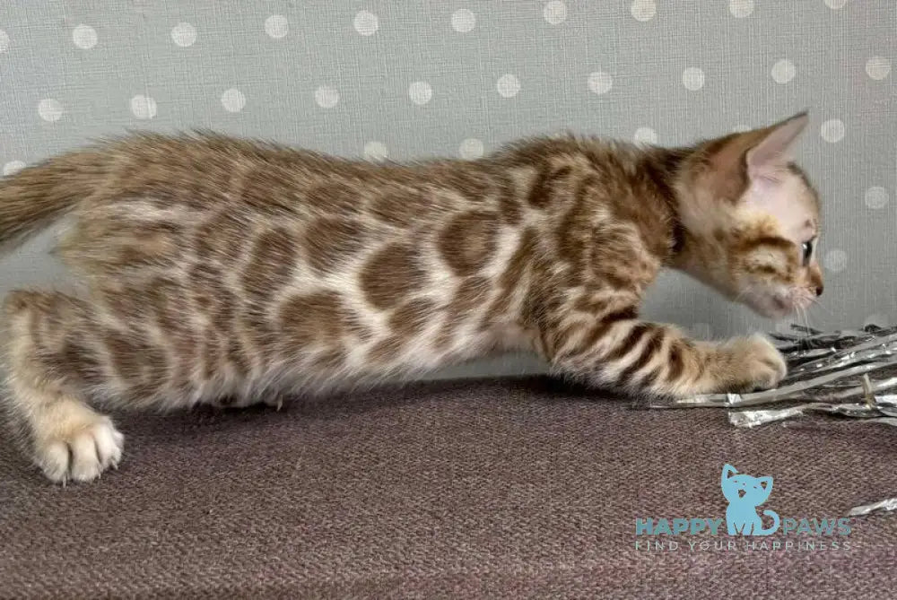 Ronnie Bengal male black spotted tabby live animals