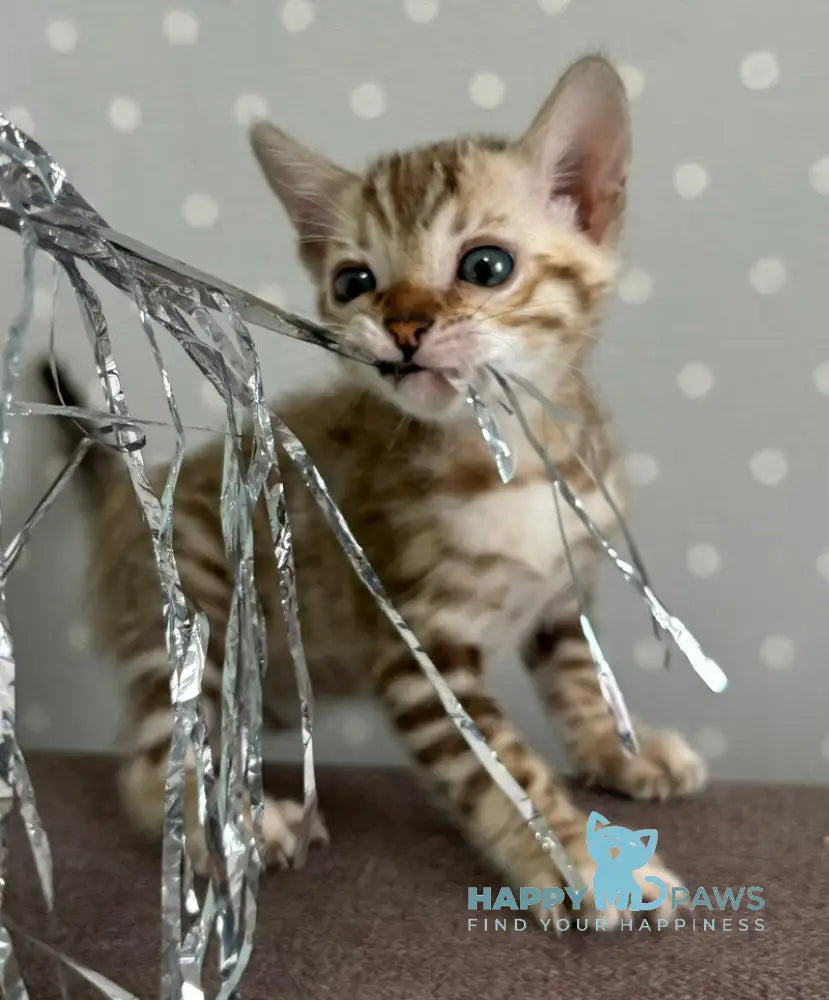 Ronnie Bengal male black spotted tabby live animals