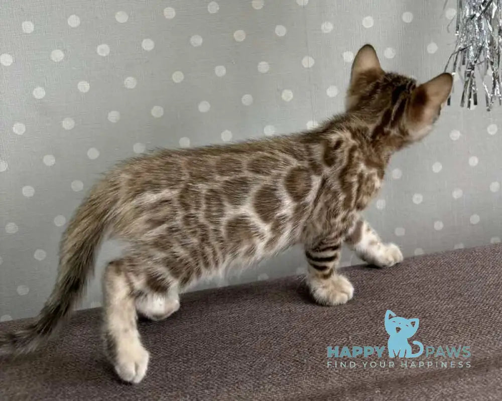 Ronnie Bengal male black spotted tabby live animals