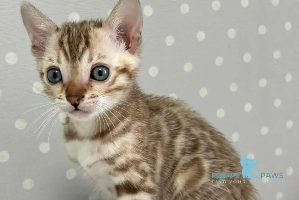 Ronnie Bengal male black spotted tabby live animals